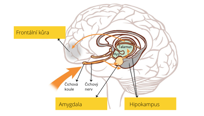 2021_limbic