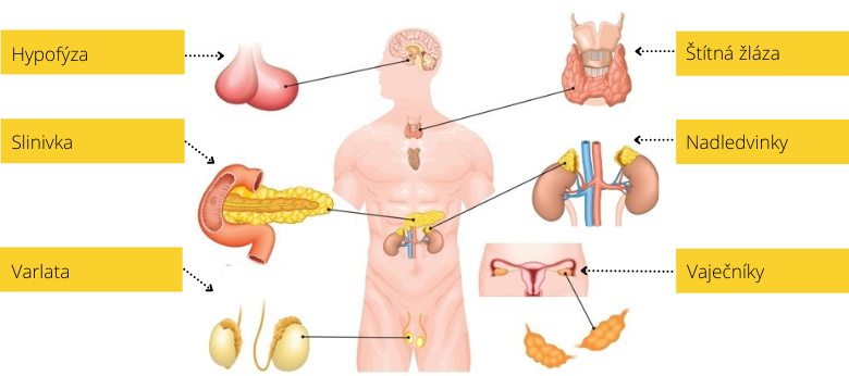 endocrine21