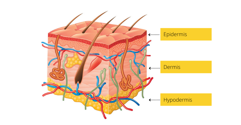 skin21