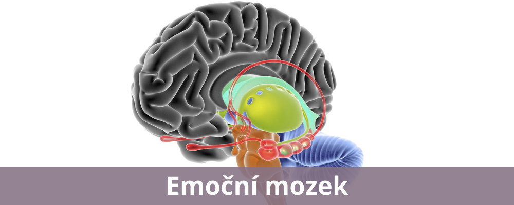 Jak zklidnit svůj emoční mozek?