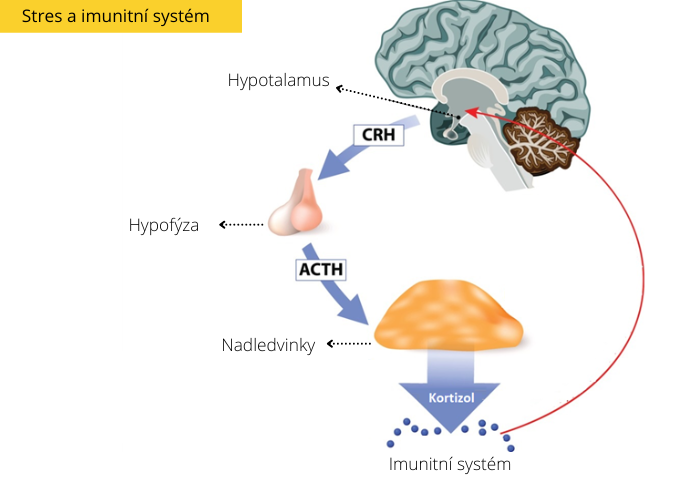 Grafické znázornění stresové reakce a aktivace osy hypotalamus-hypofýza-nadledviny (HPA), která vede k uvolnění kortizolu a následnému vlivu na imunitní systém.